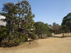 さくら庭園