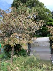 江戸川病院
