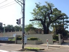 橋本小学校