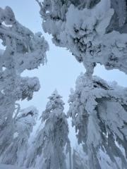蔵王の樹氷