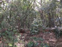笹丘緑地
