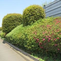 つつじケ丘緑地