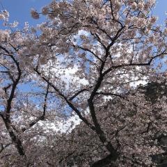 舞鶴公園