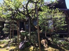 大善寺庭園