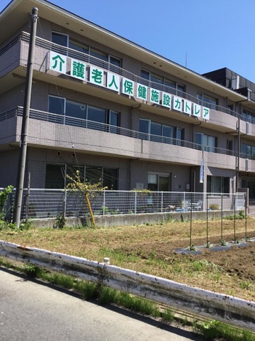 カトレア