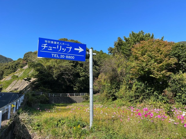 チューリップ
