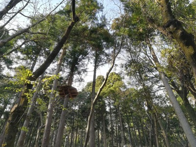 旅探 たびたん フォレストアドベンチャー 箱根 足柄下郡箱根町湯本