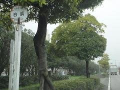 「白浜」バス停留所