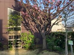 社会福祉法人慶泉会さくらい保育園