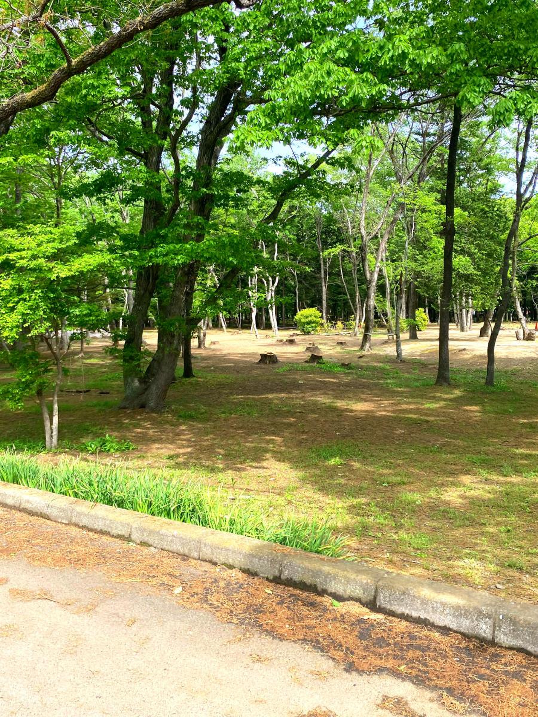 八千代 町民 公園