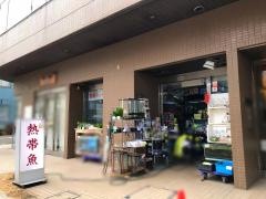熱帯魚チャイ