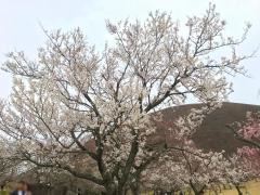 さくらの里