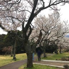 さくらの里