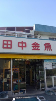 マーケットピア 田中金魚 マーケットピア 田中金魚