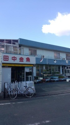 マーケットピア 田中金魚 豊橋市平川本町