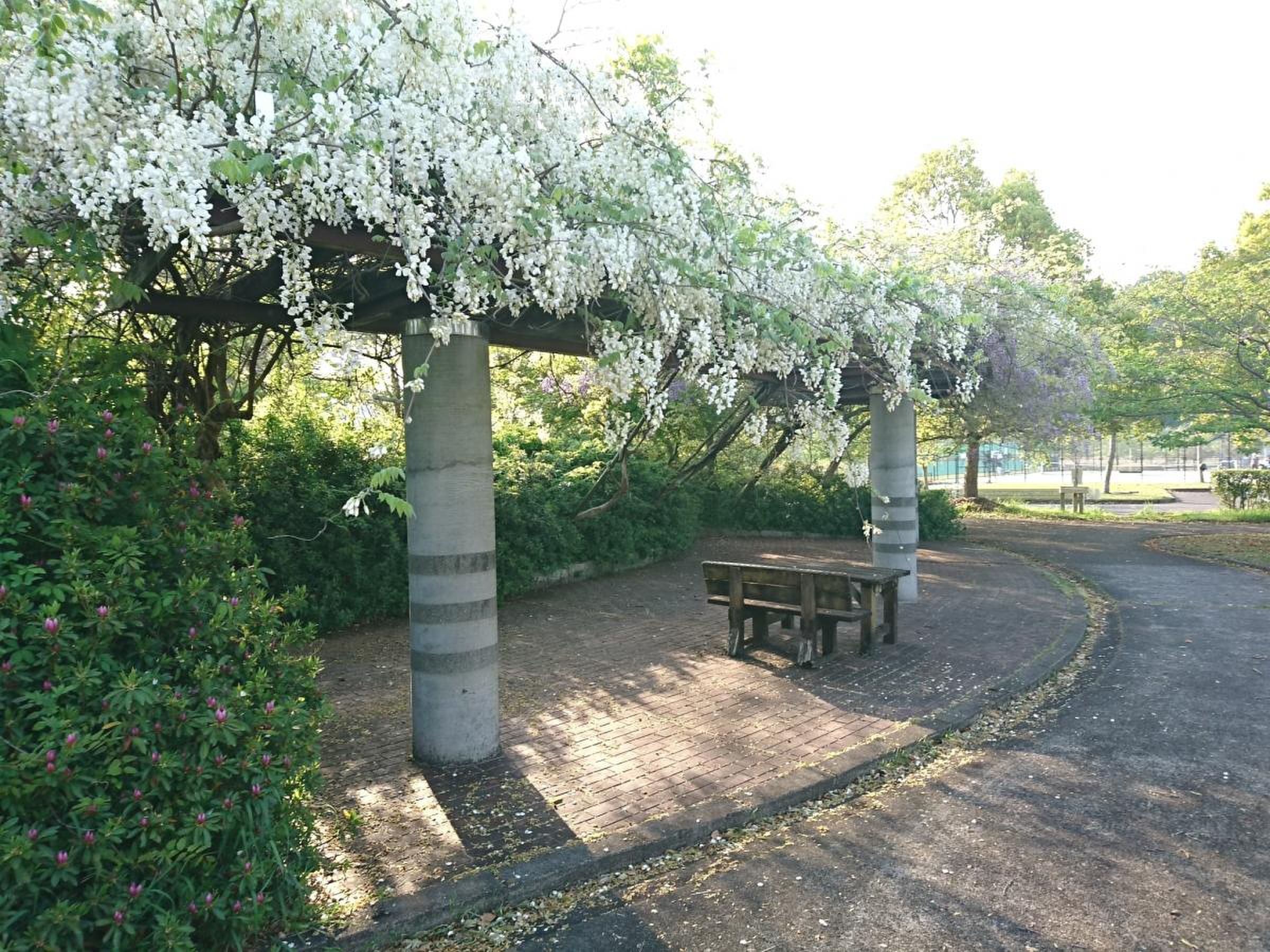 大石 緑地 スポーツ 村