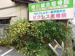 姉川鍼灸整骨院