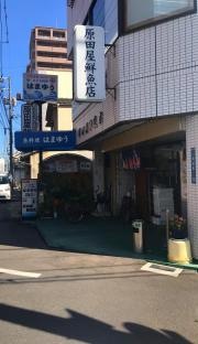 はまゆう