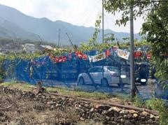 堤果樹園