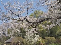 馬場花木園