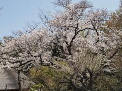 馬場花木園