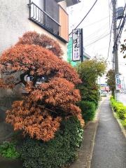 青芳