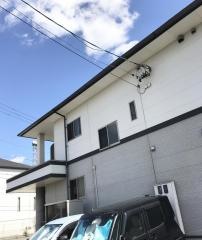 なでしこ