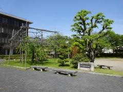 三の丸緑地