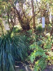 国分寺万葉植物園