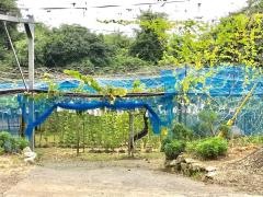森田筑緑園