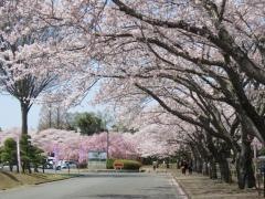 東海村阿漕ケ浦運動公園