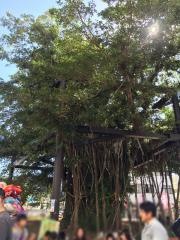 ガジュマル緑地