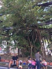 ガジュマル緑地