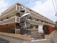 清菊会