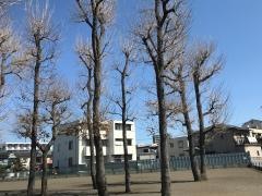 緑の広場29号