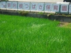 新利根つばさ保育園