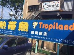 トロピランド
