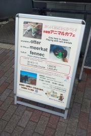 猫カフェ浅草ねこ園