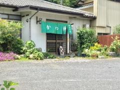 かわ伸