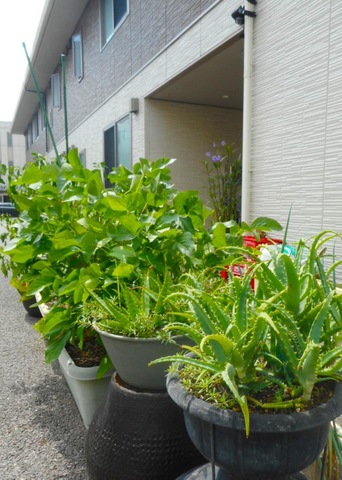 愛の家グループホーム安城今本町 ガーデニング