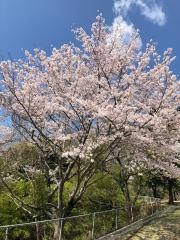 豊岡国際カントリークラブ