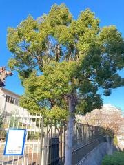 こうべ小学校