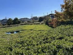 平野池街園