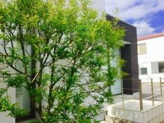 大石歯科医院