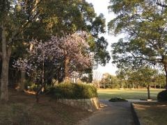 おゆみ野はるのみち公園
