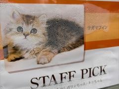 ペッツファースト 原宿店