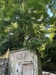 ＴＨＥ・ＳＯＤＯＨ・ＨＩＧＡＳＨＩＹＡＭＡ・ＫＹＯＴＯレストラン