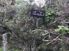 土井竹林