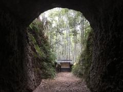 土井竹林