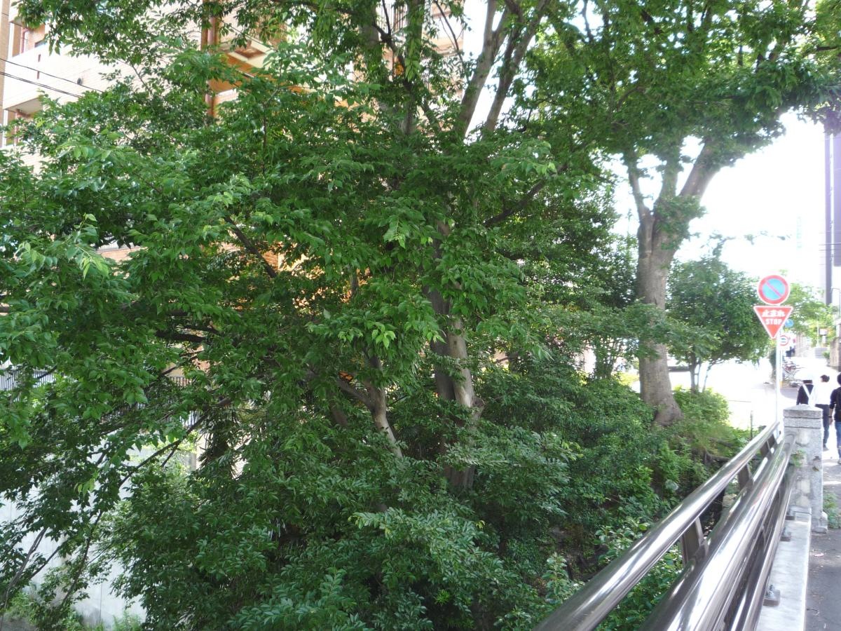 中橋街園　外観5